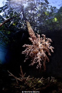 Prospective
Nikon D800E, 16mm Nikon, two strobo
Raja Ampat by Marchione Giacomo 